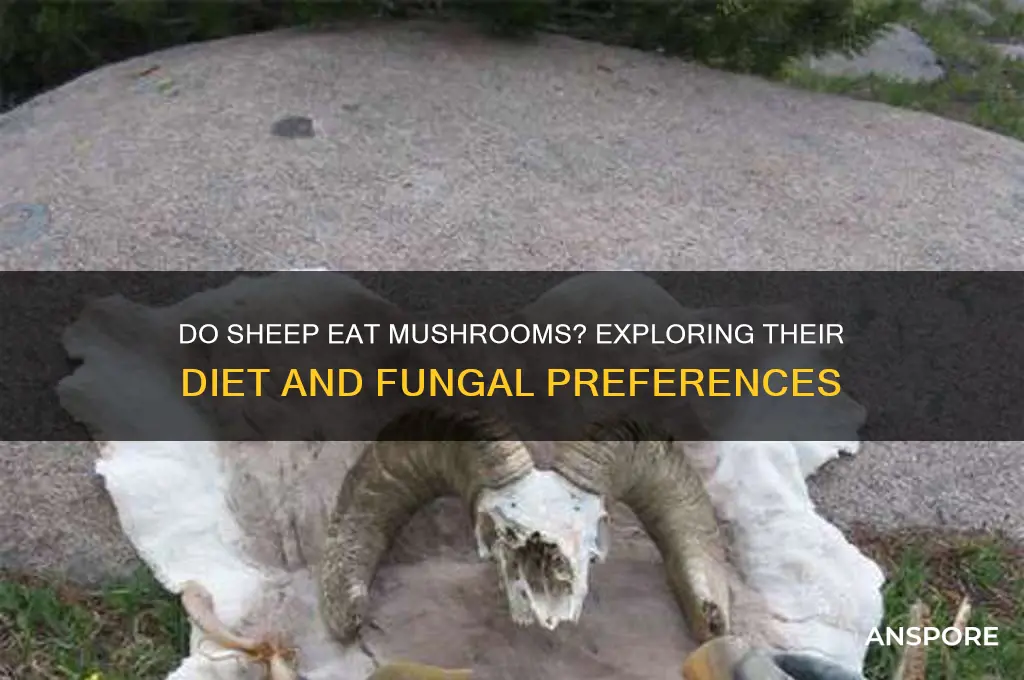 do sheep eat mushrooms
