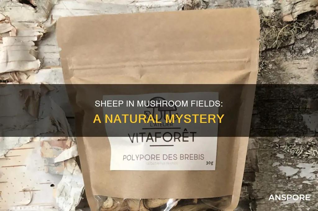 do sheep spawn in mushroom biomes