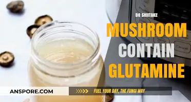 Shiitake Mushrooms: A Rich Source of Glutamine?