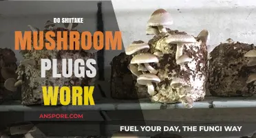 Shiitake Mushroom Plugs: Do They Work?