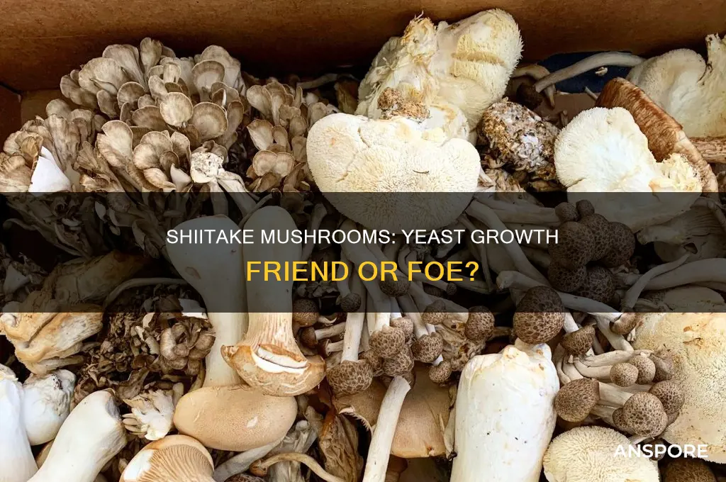 do shiitake mushrooms cause yeast growth in body