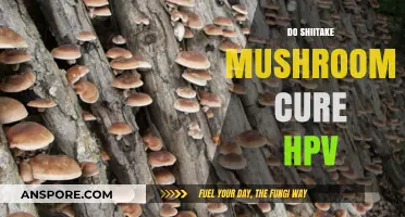 Shiitake Mushrooms: Natural HPV Treatment?