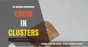 Do Shiitake Mushrooms Grow in Clusters? Exploring Their Natural Habitat