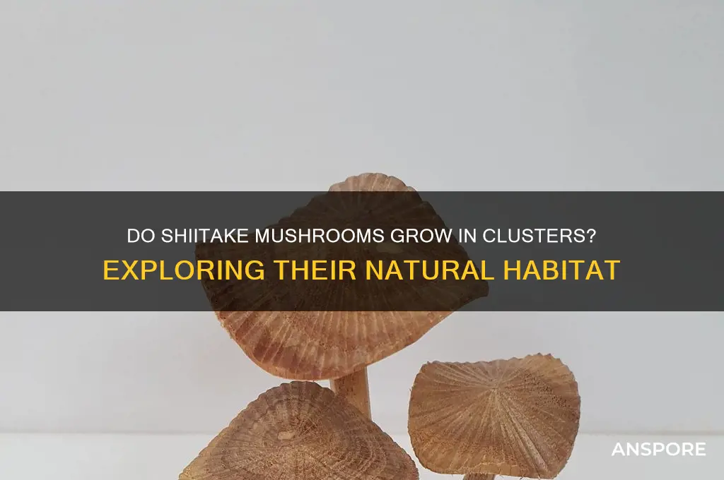 do shiitake mushrooms grow in clusters