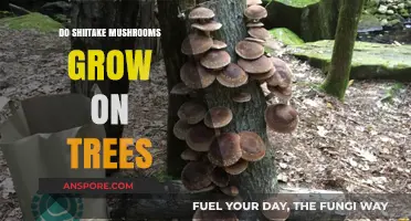 Do Shiitake Mushrooms Grow on Trees? Unveiling the Truth