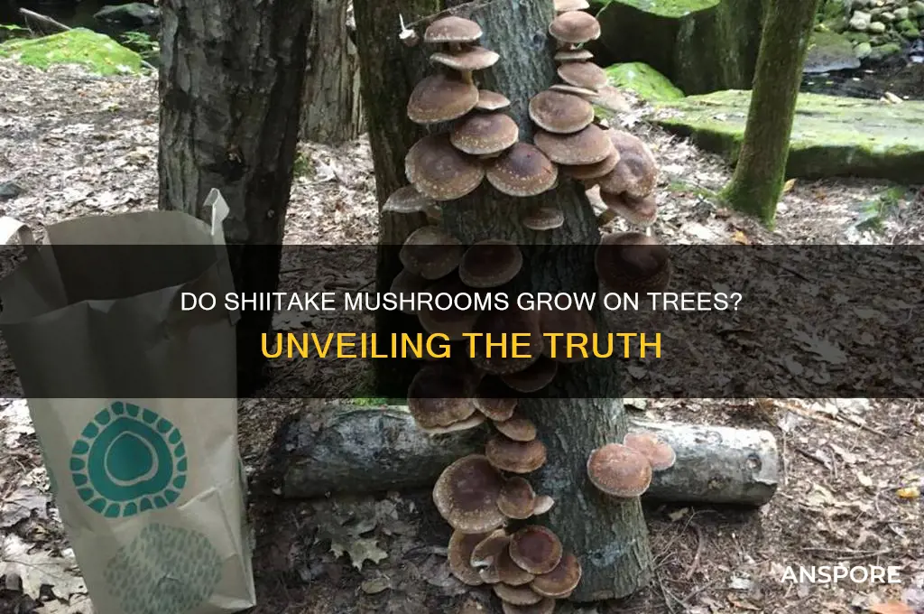 do shiitake mushrooms grow on trees