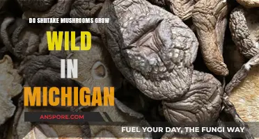 Exploring Michigan's Forests: Can You Find Wild Shiitake Mushrooms?