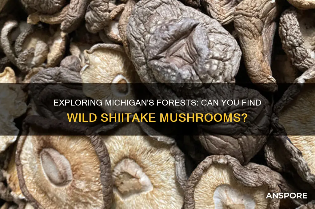 do shiitake mushrooms grow wild in michigan