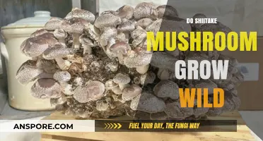 Exploring Nature's Bounty: Do Shiitake Mushrooms Grow Wild in Forests?