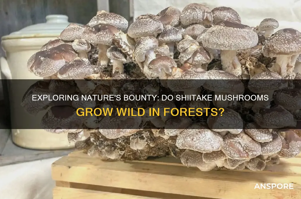 do shiitake mushrooms grow wild