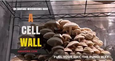 Shiitake Mushrooms: Cell Walls and Their Benefits