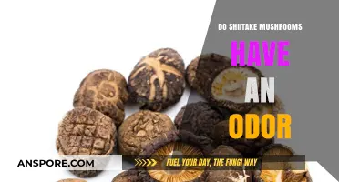 Shiitake Mushrooms: Odor or Not?