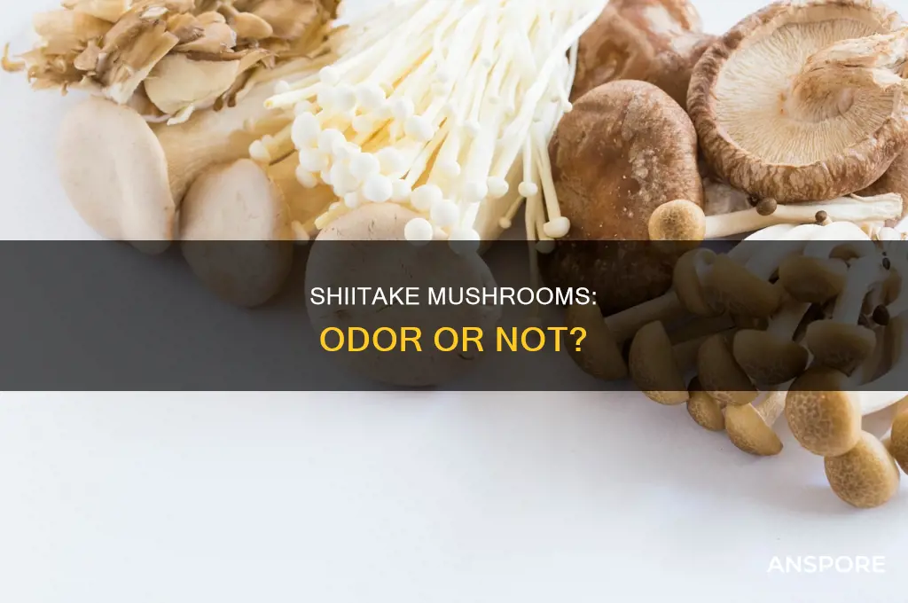 do shiitake mushrooms have an odor