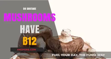 Shiitake Mushrooms: A Rich Source of Vitamin B12?