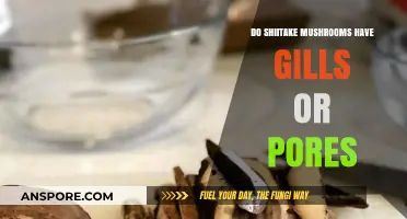 Shiitake Mushrooms: Gills or Pores?