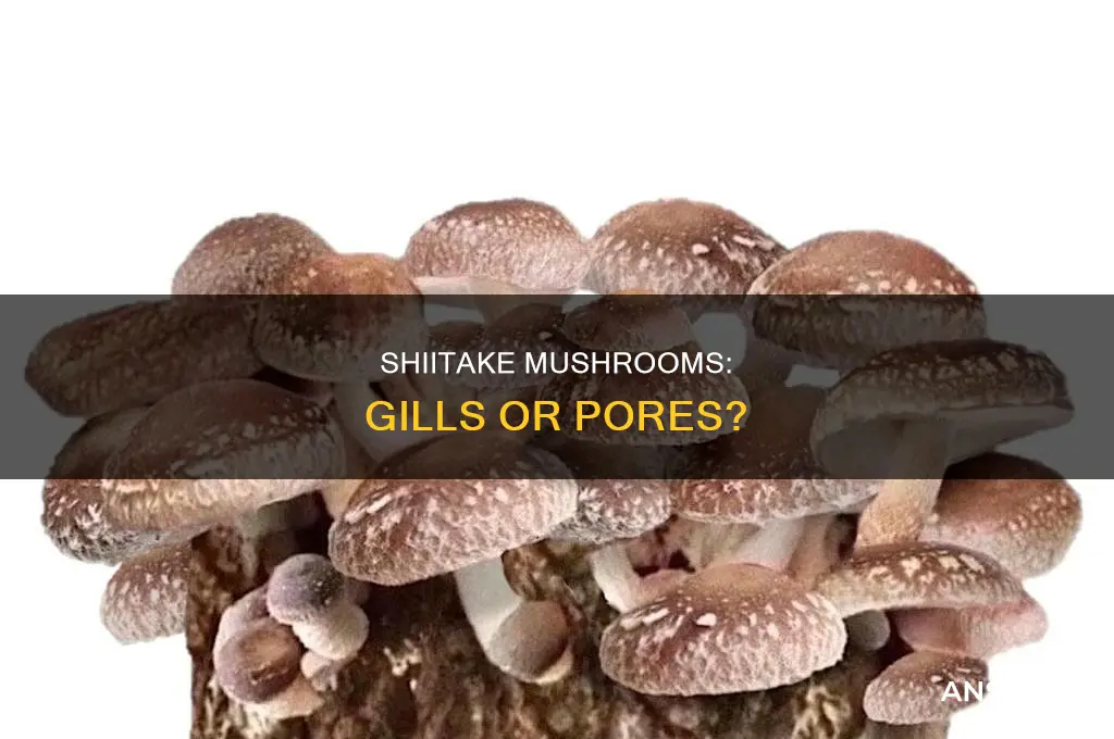 do shiitake mushrooms have gills or pores