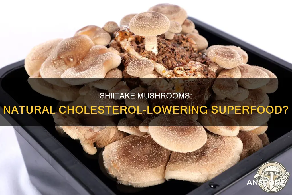 do shiitake mushrooms lower cholesterol