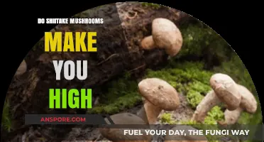 Shiitake Mushrooms and Psychoactivity: Separating Fact from Fiction