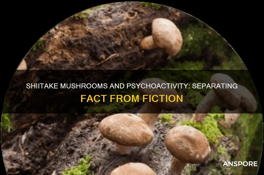 do shiitake mushrooms make you high