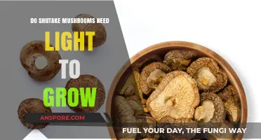 Do Shiitake Mushrooms Need Light to Grow? The Truth Revealed