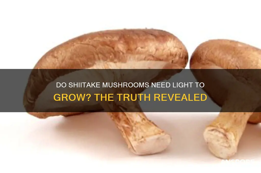 do shiitake mushrooms need light to grow