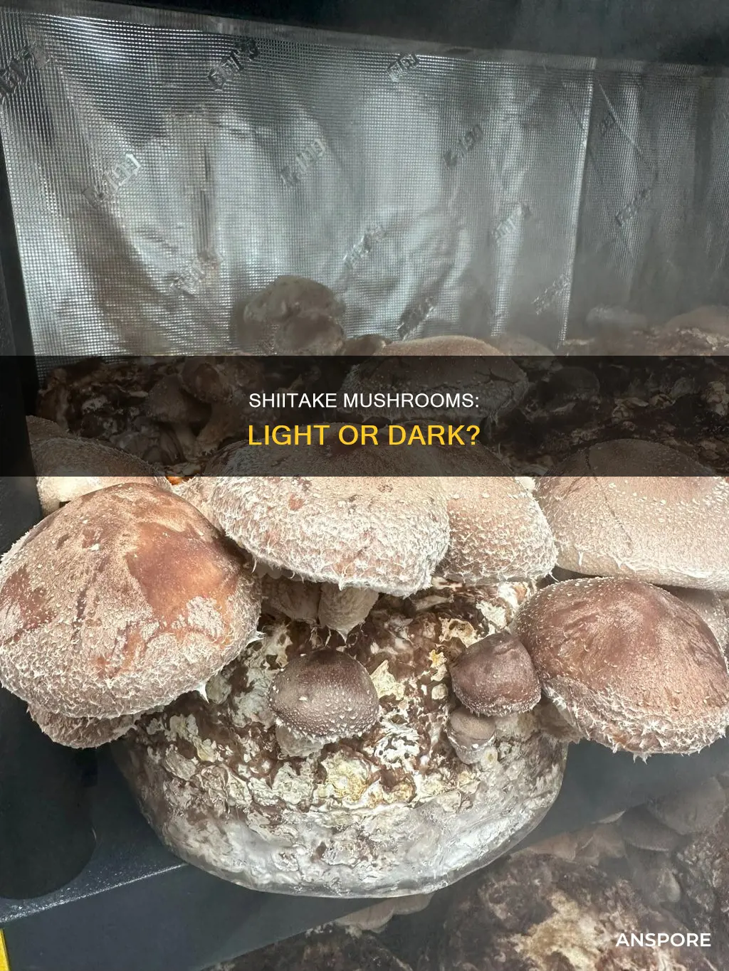 do shiitake mushrooms need light
