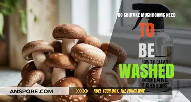 Shiitake Mushrooms: To Wash or Not to Wash?