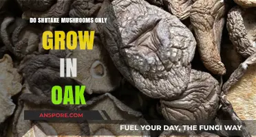 Shiitake Mushrooms: Do They Only Thrive on Oak Trees?