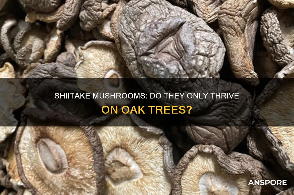 do shiitake mushrooms only grow in oak