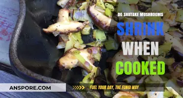 Do Shiitake Mushrooms Shrink When Cooked? A Culinary Exploration