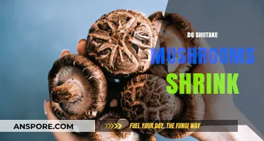 Shiitake Mushrooms: Do They Shrink When Cooked?