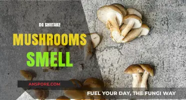 Shiitake Mushrooms: A Fragrant Fungi?