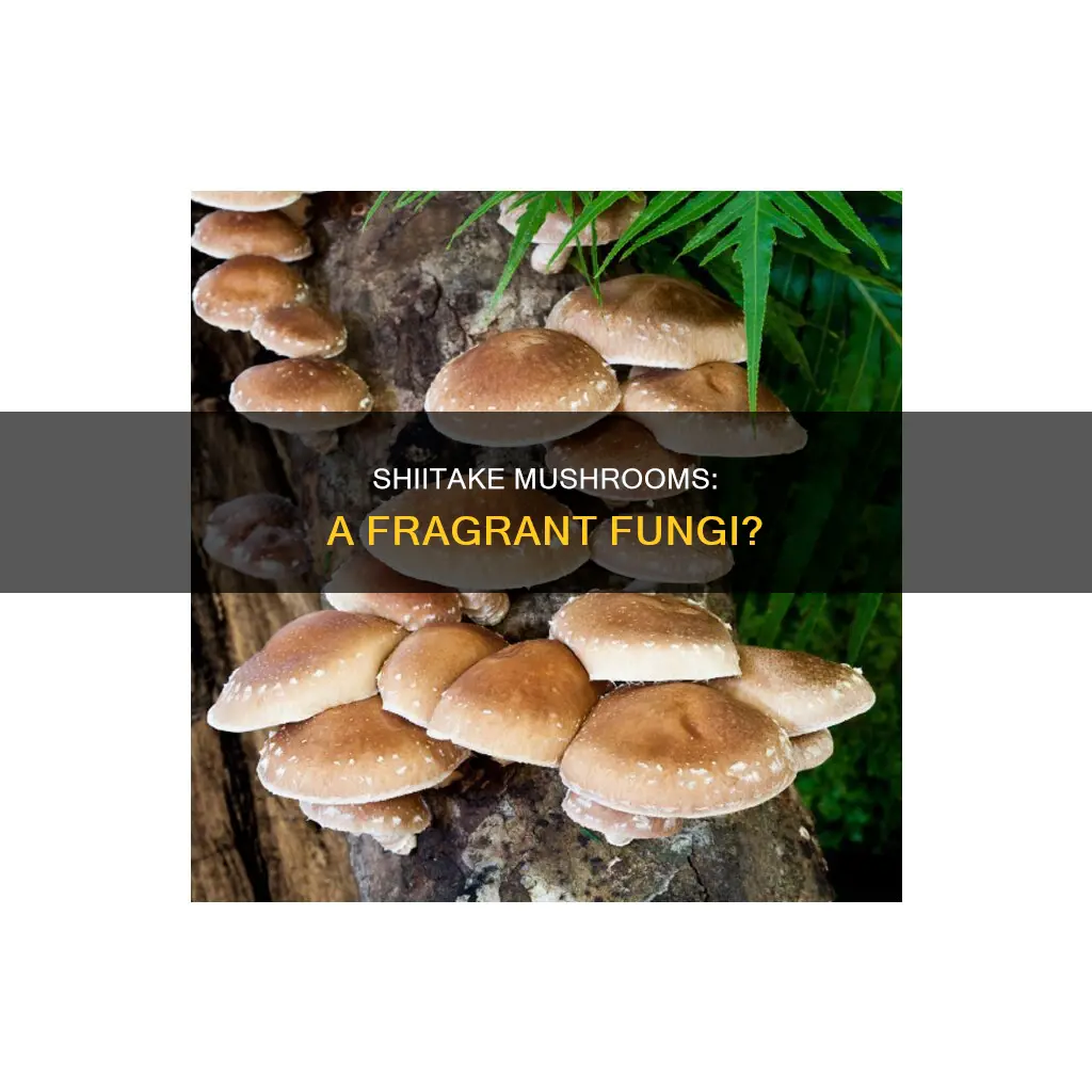 do shiitake mushrooms smell