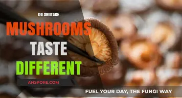 Shiitake Mushrooms: Unique Taste or Just Hype?