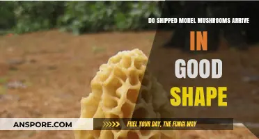 Do Shipped Morel Mushrooms Arrive Fresh and Intact? Find Out Here
