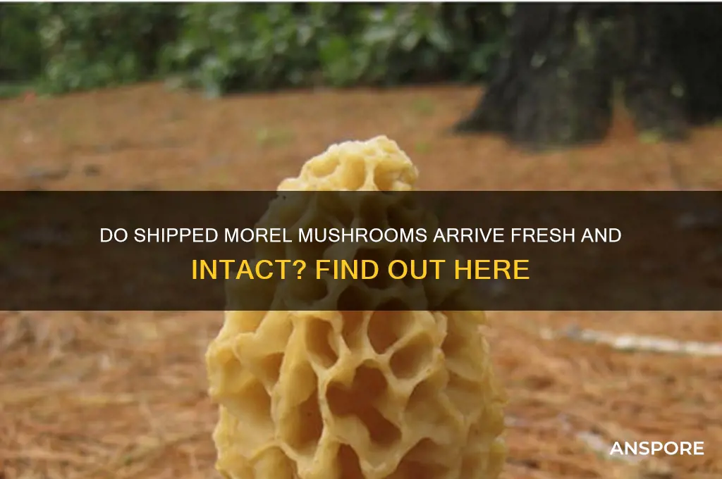 do shipped morel mushrooms arrive in good shape