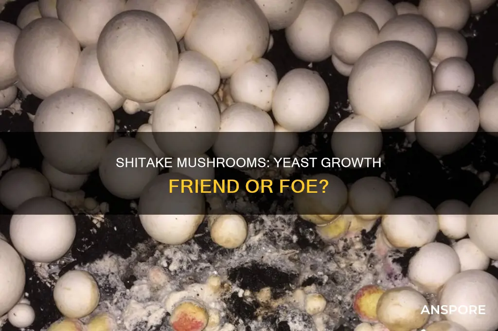 do shitake mushrooms cause yeast growth in body