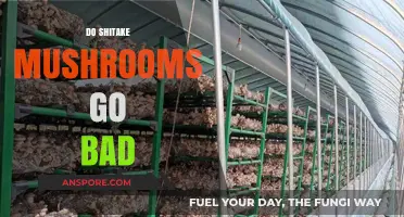 Do Shiitake Mushrooms Go Bad? Shelf Life and Storage Tips