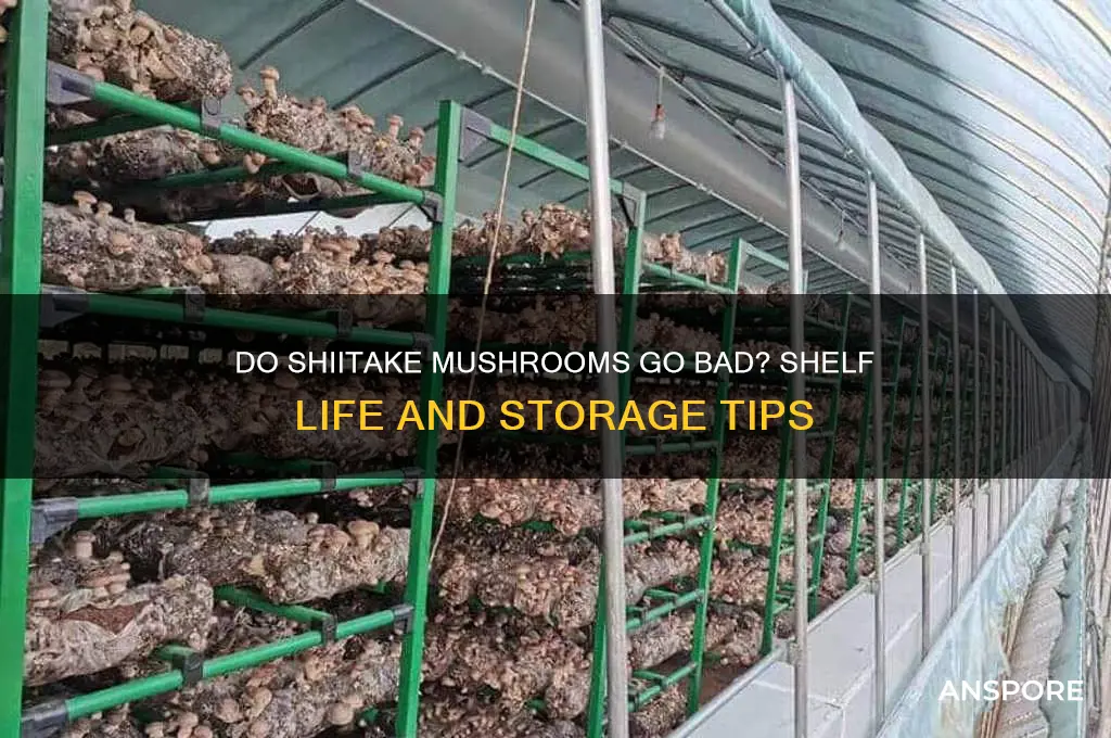 do shitake mushrooms go bad