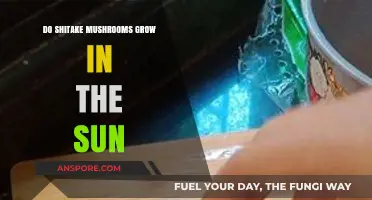 Do Shiitake Mushrooms Thrive in Sunlight? Growing Tips Revealed