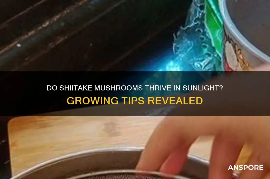 do shitake mushrooms grow in the sun