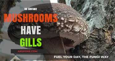 Shiitake Mushrooms: Gills or Not?