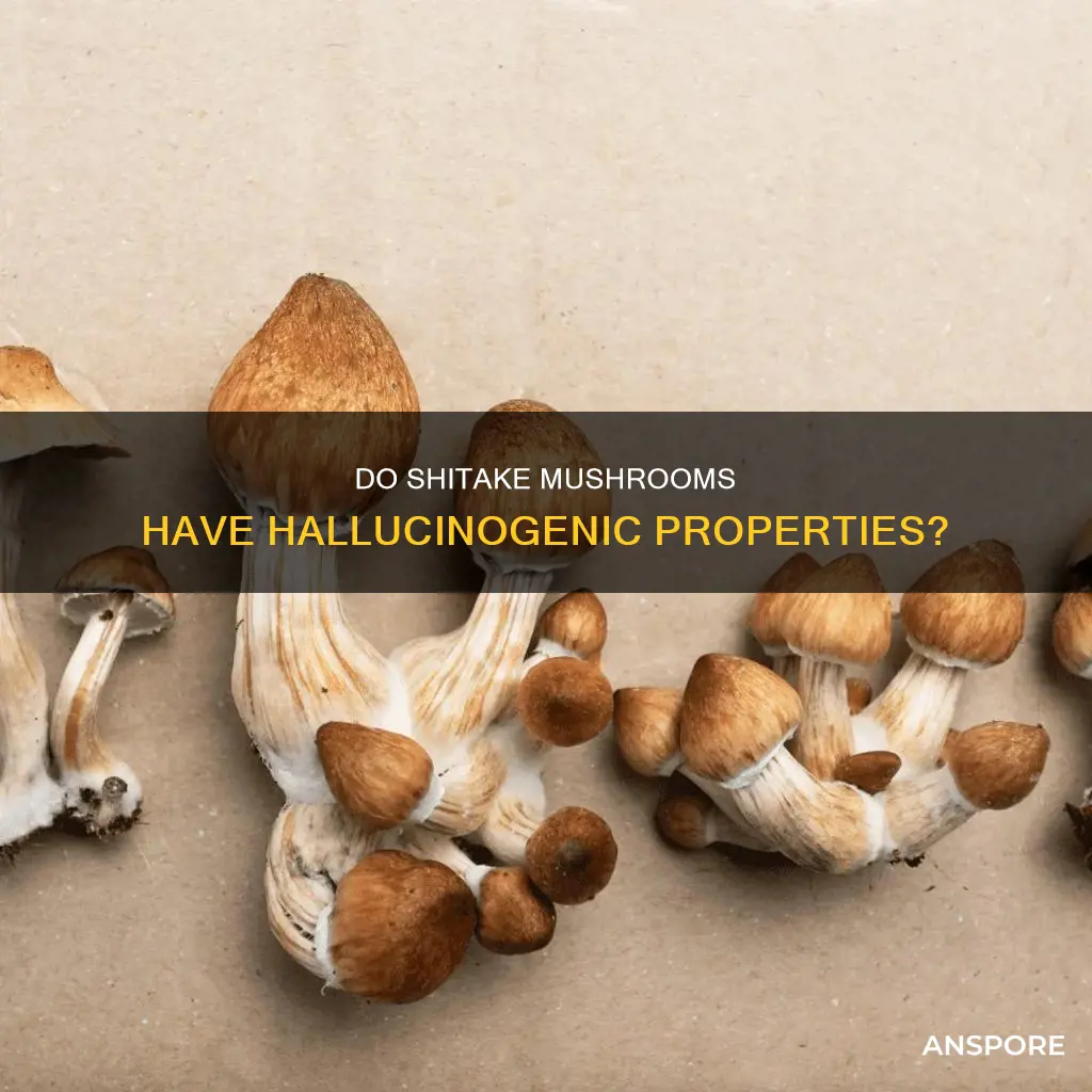 do shitake mushrooms have psychedelics