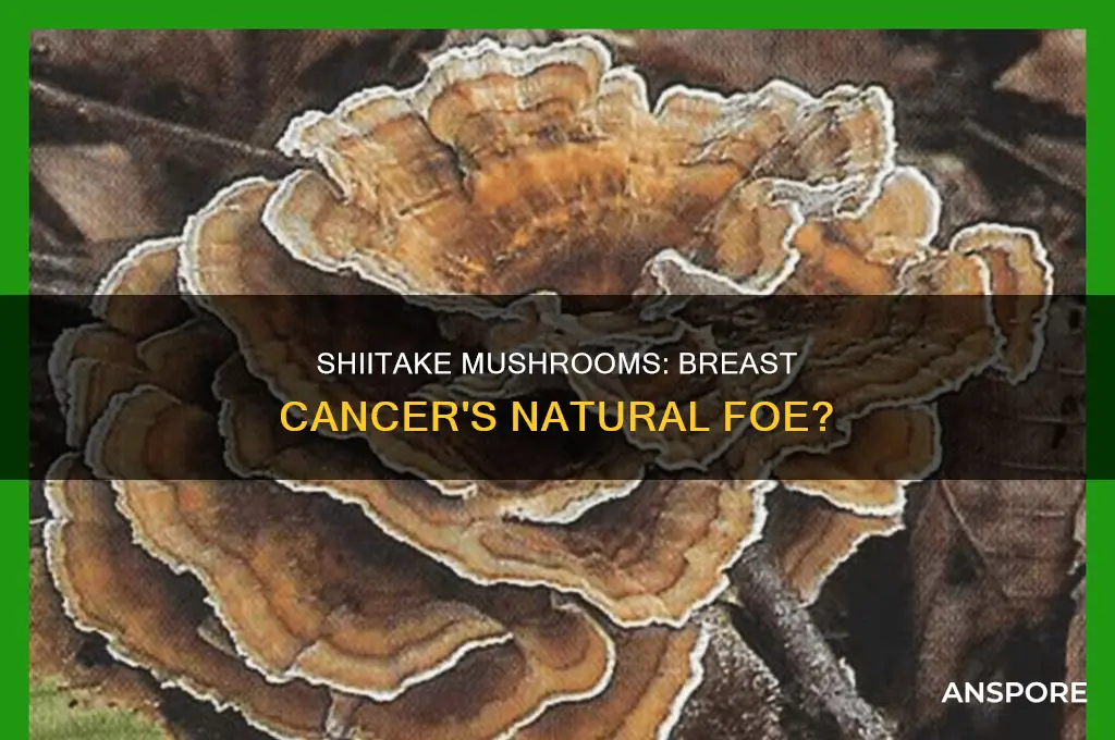 do shitake mushrooms help with breast cancer