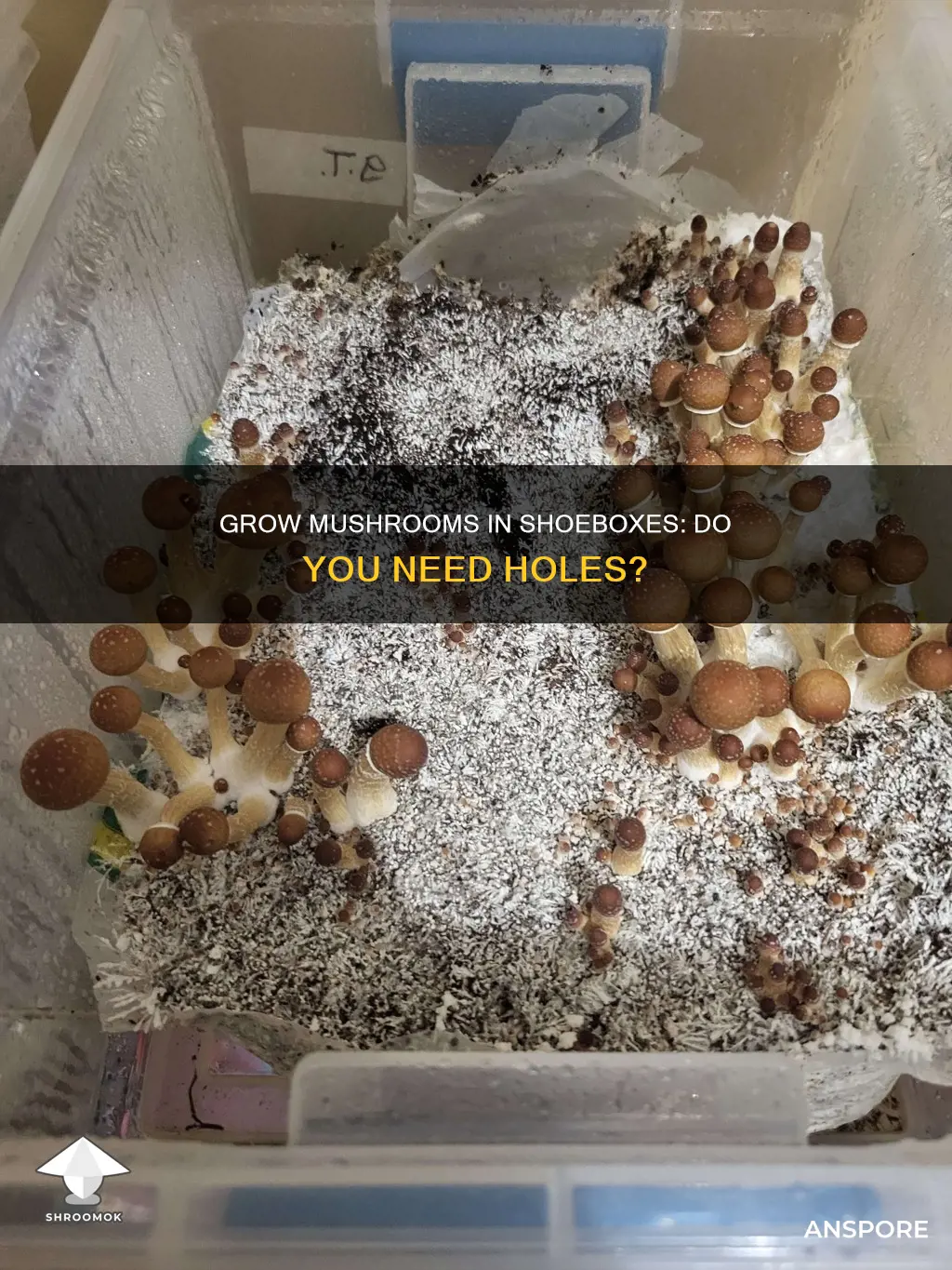 do shoeboxes need holes mushroom