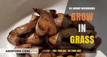 Do Shrimp Mushrooms Thrive in Grass? Unveiling the Truth
