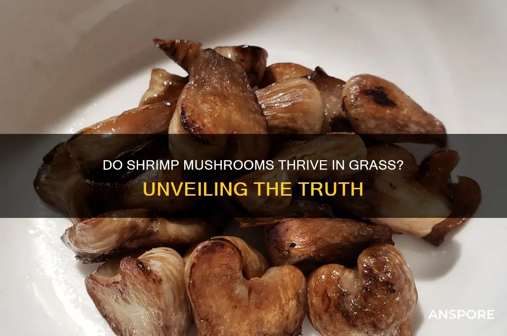do shrimp mushrooms grow in grass