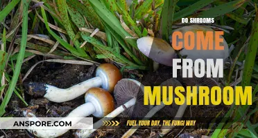 Shrooms and Mushrooms: What's the Connection?