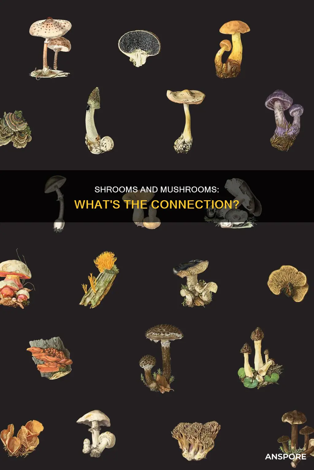 do shrooms come from mushrooms