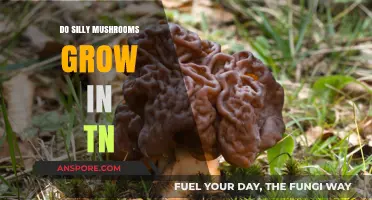 Exploring Tennessee's Forests: Do Silly Mushrooms Thrive in the Volunteer State?